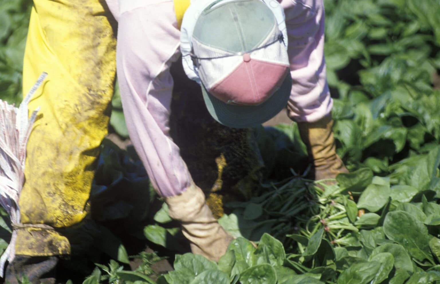 Hiv In The Migrant And Seasonal Farm Worker Population Oral Conditions