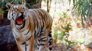 In the tiger’s mouth: A history of veterinary dentistry